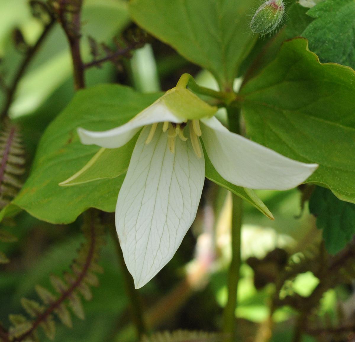 Trillium simile