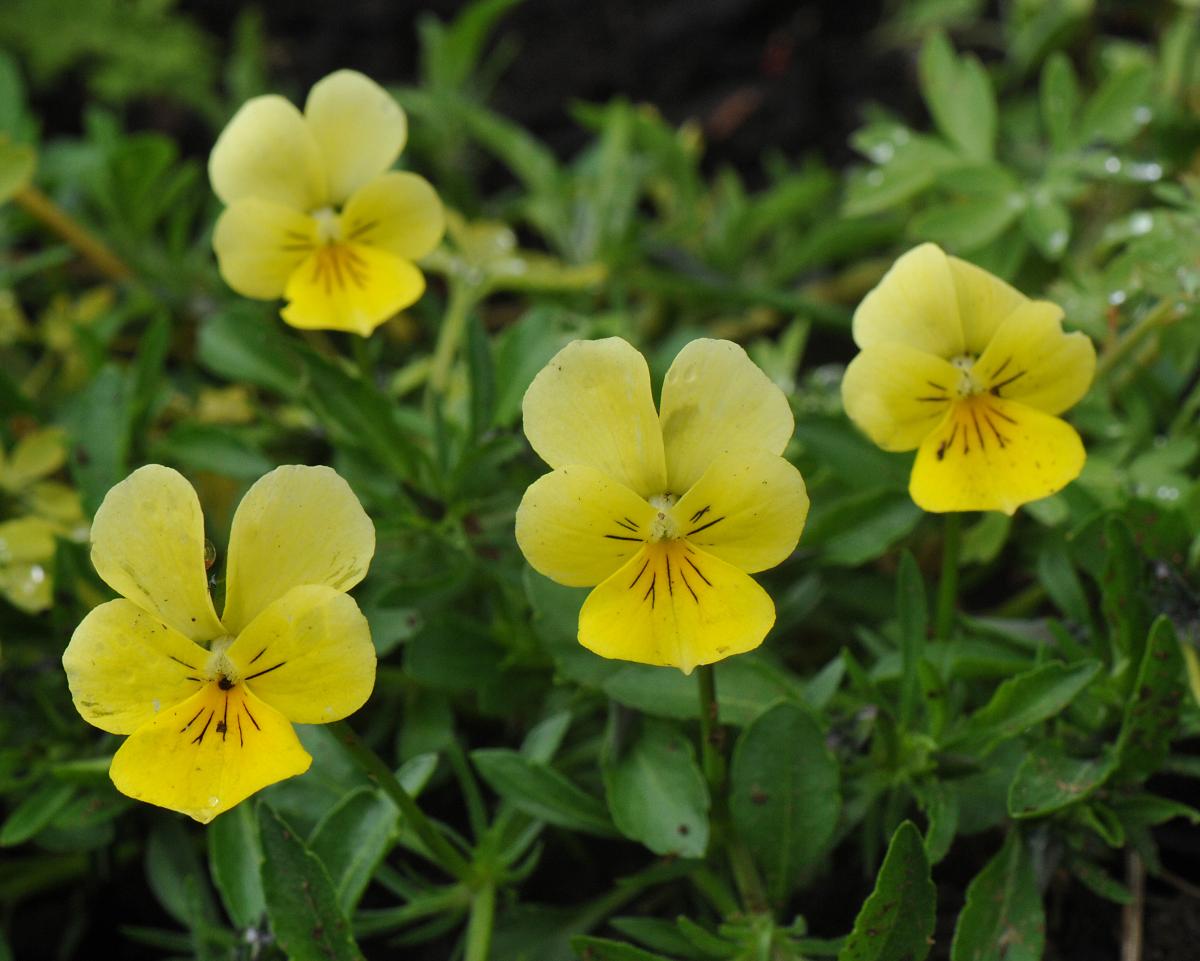 Viola lutea