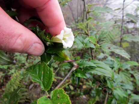 Tripterospermum pallidum