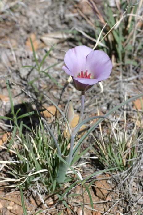 Calochortus cf. ambiguus