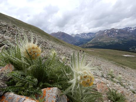 Cirsium funkiae