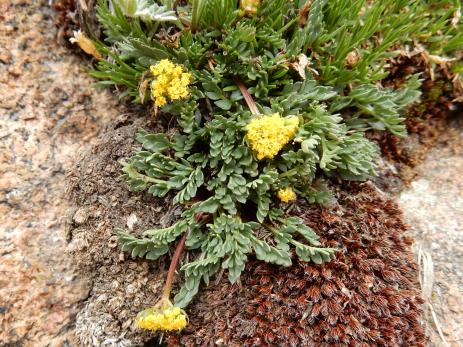 Cymopterus alpinus 