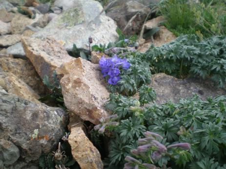 Delphinium alpestre   