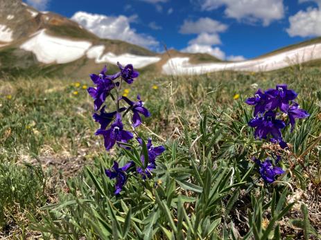 Delphinium alpestre Photo: Alex Seglias 