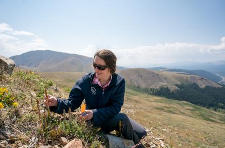 emily Griffoul  collecting seed from Silky Phacelia (Phacelia sericea)  Photo: Dominique Taylor