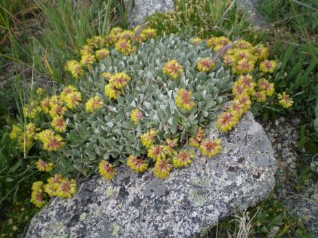 Eriogonum arcuatum var. xanthum