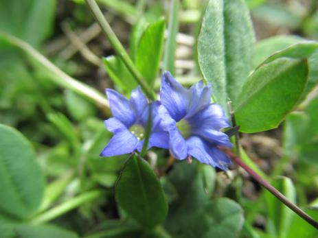 Gentiana prostrata. Photo by Amy Schneider