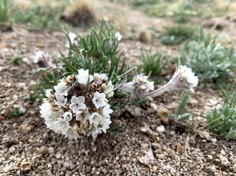 Globe Gilia (Ipomopsis globularis)