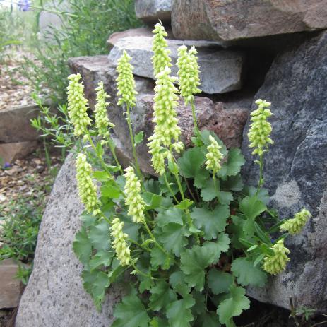 Heuchera bracteata 