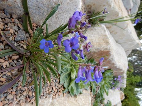 Penstemon uintahensis