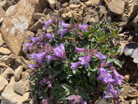 Penstemon harbourii