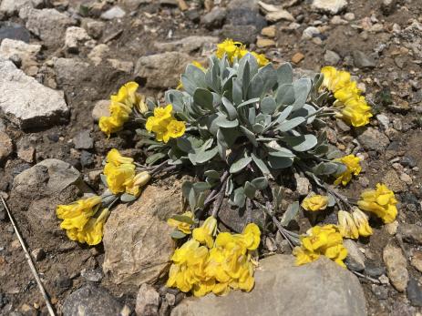 Physaria alpina