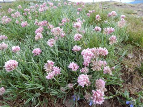 Trifolium attenuatum