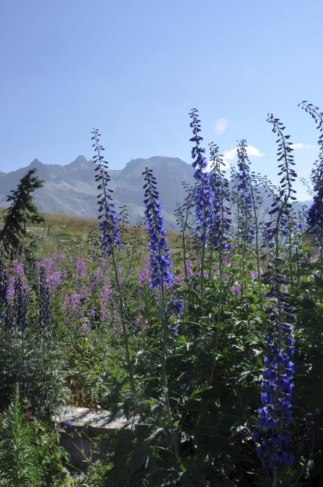 Delphinium elatum