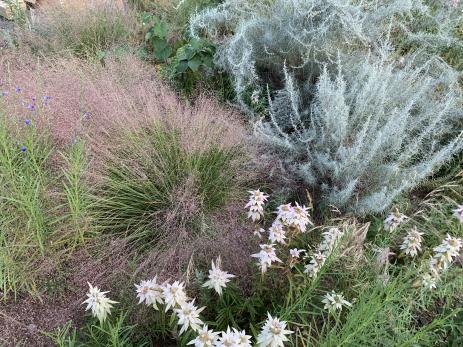 Muhlenbergia reverchonii ‘Undaunted’ and Artemisia filifolia with a speckling of Monarda punctata and Salvia reptans ‘Autumn Sapphire’