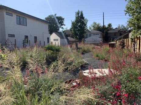 The late-summer crescendo of  Windwalker royal red salvia