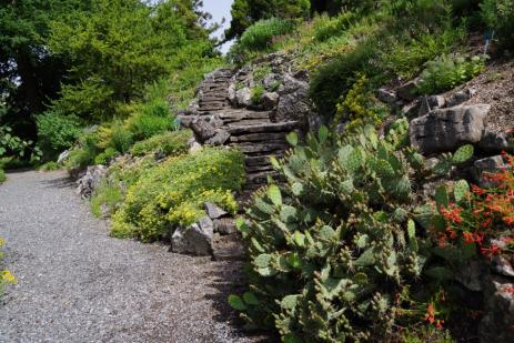 The Opuntia in the North American garden is of great interest to visitors who are impressed that this can survive the Dutch weather. The hot red of Penstemon pinifolius creeps into the picture, complementing the carpet of Eriogonum umbellatum on the other side. 