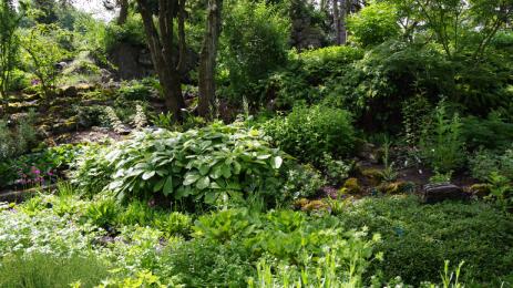 A pine hangs over moisture-loving Primula in the Asian garden