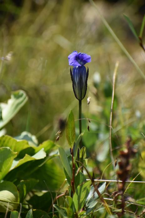 Gentianopsis thermalis