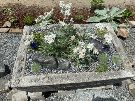 Trough featuring European alpines.