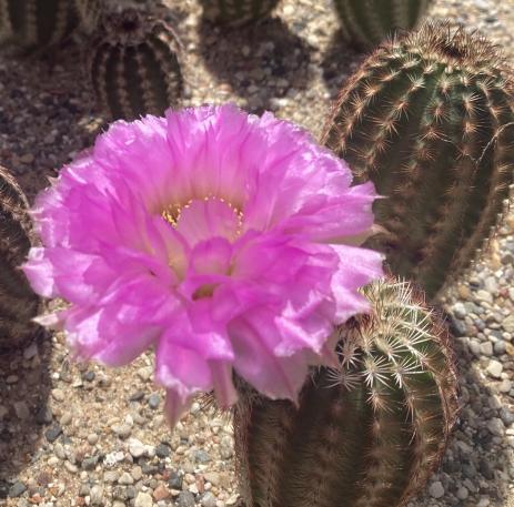 Echinocereus reichenbachii