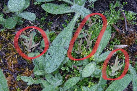 Castilleja miniata seedlings