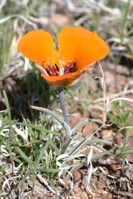 Orange form of Calochortus kennedyi 