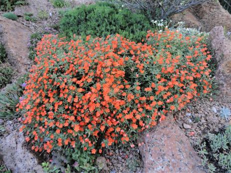 Anagallis monelli ‘Orange Form'