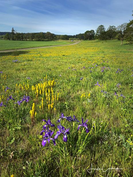 Castilleja levisecta at Finley Wildlife Refuge, near Corvallis, Oregon