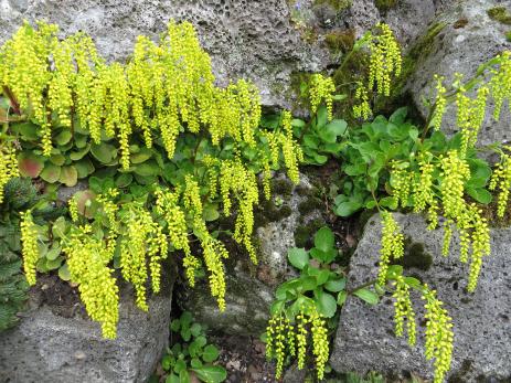 Chaistophyllum oppositifolium growing in patial shade on slag