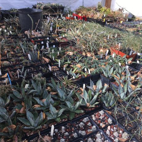 Nursery spaces in the garden allow valuable plants to be preserved and shared