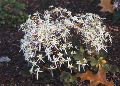 Saxifraga ‘Rokujo’ - one of the two cultivars originating from Professor Rokujo’s collection on Mount Nachi