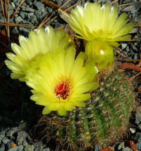 Notocactus concinnus 