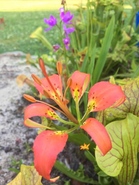 Lilium catesbaei flowering at the edge of the bog garden with Calopogon tuberosus and a form of Sarracenia × catesbaei from the Florida panhandle in the background.