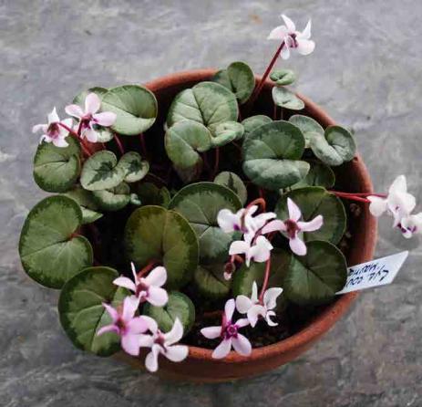 Cyclamen coum ready for the bulb class of a chapter flower show.