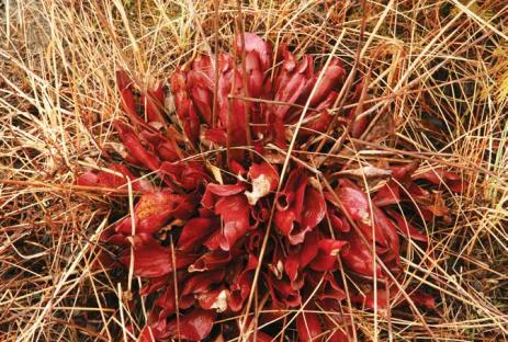 Sarracenia purpurea in early spring on shore of Lake Huron