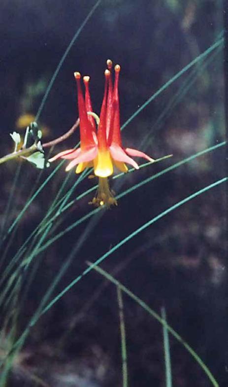 Aquilegia desertorum, Coconino County, July 30, 1988