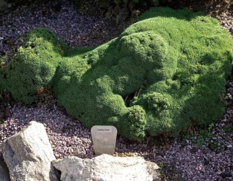 Dianthus freynii