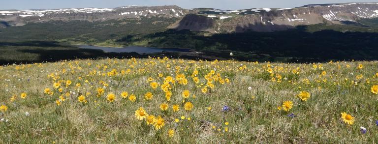 Flat Tops Wilderness Area in Colorado