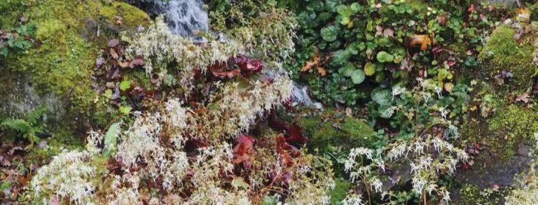  Saxifraga fortunei ‘Rubrifolia’ in flower on the rock garden at Wisley with S. stolonifera, out of flower, in background