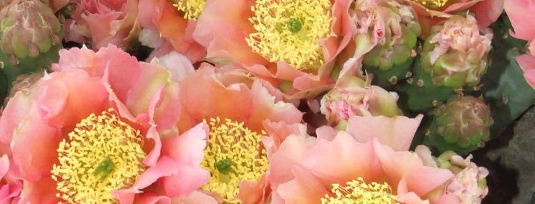 Opuntia Walk in Beauty ‘Apricot Glory’