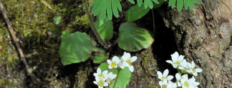 Saxifraga virginiensis at Shenk’s Ferry