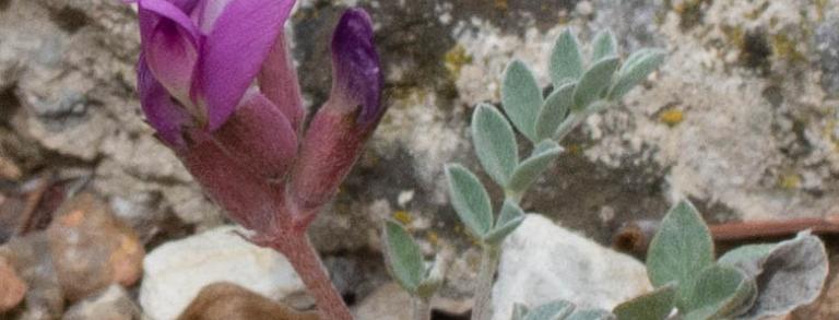 Astragalus chamaeleuce blooming happily in a trough.