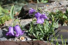 Campanula alpestris