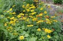 Doronicum orientale and Geum x borisii