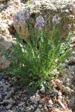 Oxytropis viscida... I think