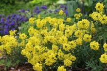 Alyssum wulfenianum 