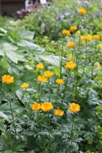 Trollius 'Orange Princess'