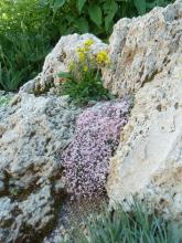 Asperula boissieri; Patrinia sibirica