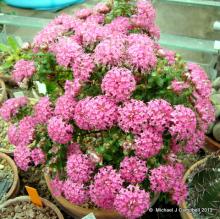 Pimelea ferruginea